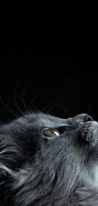 Get a stunning live wallpaper featuring a close up of a gray, dark-haired cat looking up