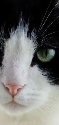 Looking for a stunning live wallpaper for your phone? Look no further than this beautiful image of a black and white cat with piercing green eyes