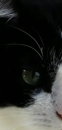This stunning phone live wallpaper showcases a black and white cat in extreme close-up