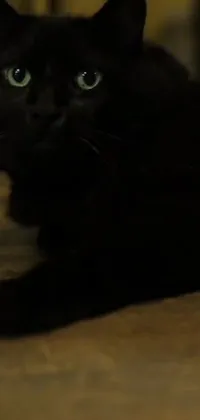 This phone live wallpaper features an alluring black cat staring directly at the camera