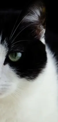 This live wallpaper features a closeup shot of a black and white cat with captivating green eyes and a white nose