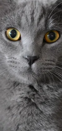 This phone live wallpaper depicts a close up of a gray cat with yellow eyes and short whiskers, gazing curiously at the camera