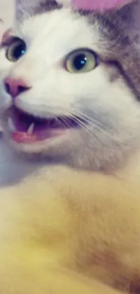 This phone live wallpaper showcases a close-up of an adorable cat lounging on a comfortable bed