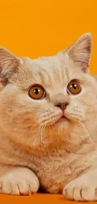 Bring a furry companion to your phone's screen with this stunning live wallpaper featuring a close-up portrait of a Scottish Fold cat