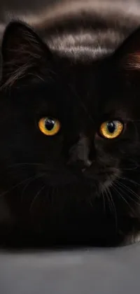 This phone live wallpaper features a black cat with yellow eyes, laying down on a fluffy dark background