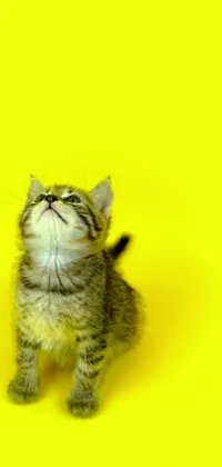 This live wallpaper features an adorable kitten sitting on a yellow surface against a white background