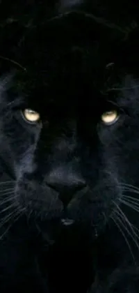 This stunning phone live wallpaper features a close-up of a black panther with piercing yellow eyes, set against a dark Vanta black background