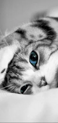 This black and white live wallpaper features a photorealistic cat with piercing blue eyes