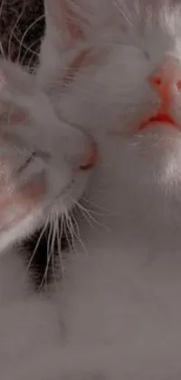 This live wallpaper features a close-up of two male cats nuzzling each other, with their eyes closed