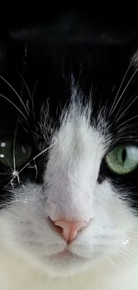 Get your phone ready for some feline charm with this Black and White Cat Live Wallpaper