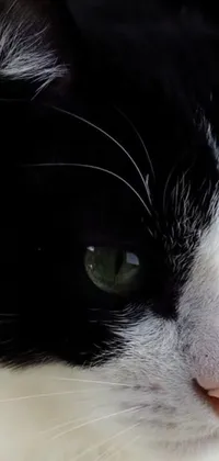 This phone live wallpaper features a detailed, black and white close-up of a cat's face with a greenish-tinged eye and white nose