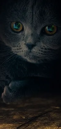 This phone live wallpaper features a captivating artwork of a cat with intense green eyes against a dark moody background