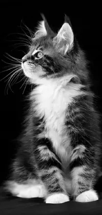 This live wallpaper features a stunning black and white photograph of a kitten