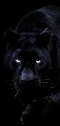 This live phone wallpaper showcases a stunning black panther in a neo-primitivist style, set against a sleek black backdrop