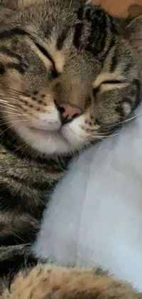 This phone live wallpaper features an adorable cat sleeping on a cozy bed