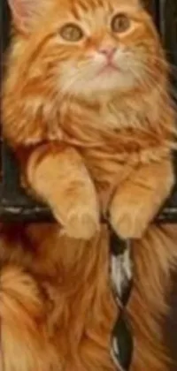 This live phone wallpaper showcases an adorable, fluffy orange cat sitting on a window sill