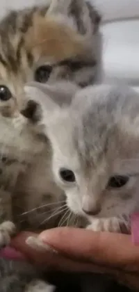 This live phone wallpaper displays a front view of small kittens being held by an anonymous individual with grey whiskers