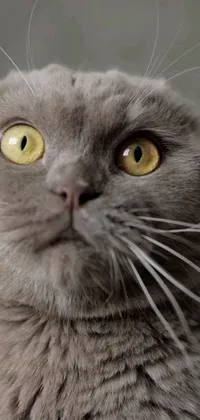 This live phone wallpaper features a close-up of a yellow eyed cat