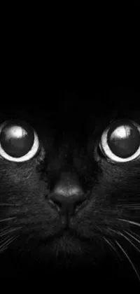 Are you looking for a captivating live wallpaper for your phone? Look no further than this black and white image of a mysterious black cat with glowing eyes in the dark
