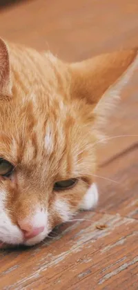 This stunning phone live wallpaper features a close-up view of a cat laying on a beautiful wooden floor