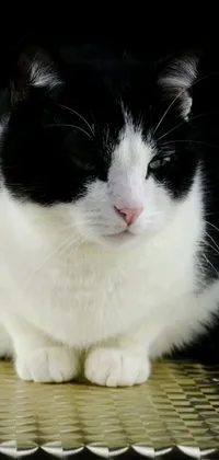 Enjoy a sleek and captivating live wallpaper featuring a black and white cat