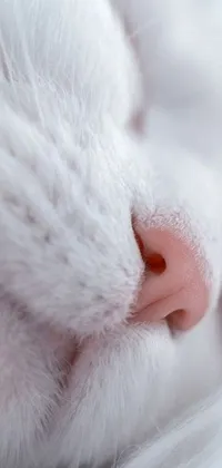 This phone live wallpaper features a stunning close-up photograph of a white cat's nose, showcasing its delicate fur in shades of white and grey
