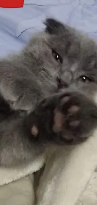 This live wallpaper showcases a gray-furred cat laying on a cozy blanket