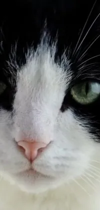 This phone live wallpaper features a stunning black and white feline with piercing green eyes and a square pink nose