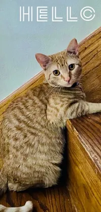 This stunning live wallpaper features an adorable cat perched atop a wooden stairway
