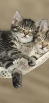 This phone live wallpaper features two adorable kittens resting comfortably in a vibrant hammock against a beautiful backdrop