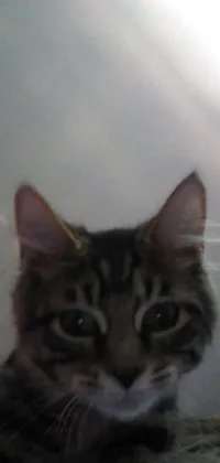 This live wallpaper features an adorable close-up image of a curious cat staring at the camera