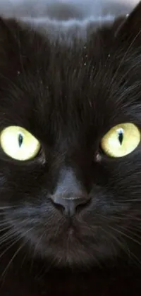 This stunning live wallpaper features a close-up of a mysterious black cat with bright yellow eyes