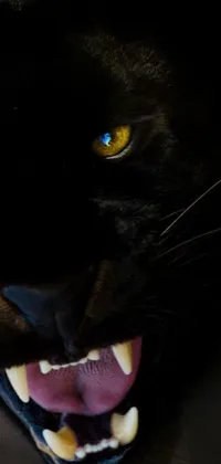 This live wallpaper features a close-up of a black panther or puma with its mouth open, revealing sharp teeth