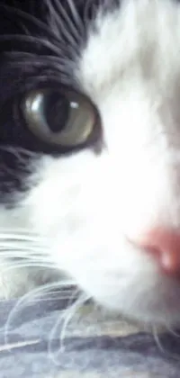 This phone live wallpaper showcases the stunning face of a black and white cat