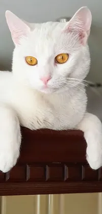 This live wallpaper features a beautiful white cat sitting on a wooden table against a bright green background