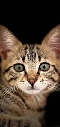 This phone live wallpaper features a close-up shot of an adorable kitten staring straight at the camera with its large, expressive eyes