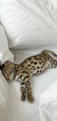 Bring an air of sophistication to your phone with this live wallpaper featuring a margay cat lounging comfortably on a bed covered with pillows