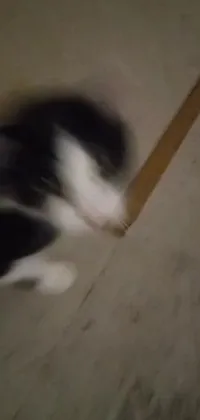 This live wallpaper features a perfectly captured black and white cat in motion