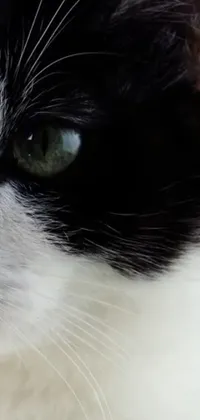 This captivating live wallpaper features a high-resolution close-up of a black and white cat's face with piercing green eyes, fluffy black fur, narrow nose, and a pink nose pad