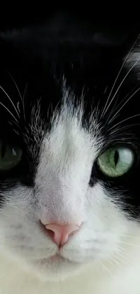 This phone live wallpaper features a stunning black and white cat with striking green eyes