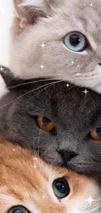 This phone live wallpaper showcases a photorealistic image of two cats lounging on top of each other, with their necks zoomed in and eyes depicted in diverse colors
