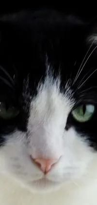 This live phone wallpaper features a stunning black and white cat with captivating green eyes
