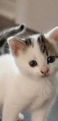 Bring some cute and cozy charm to your smartphone with this ultra-realistic live wallpaper! It features a small white kitten with short brown hair and large eyes that practically jump off your screen