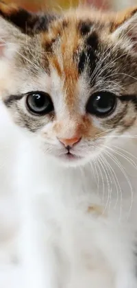 This phone live wallpaper features a stunning close-up of a cute kitten staring at the camera
