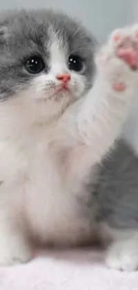 This phone live wallpaper showcases a charming gray and white kitten perched on a bed against an elegant arabesque backdrop