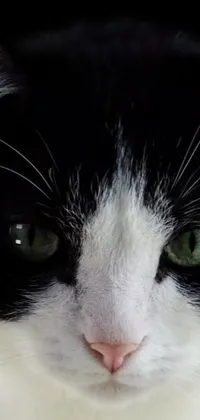 Get the ultimate cat lover's experience with this stunning phone live wallpaper! Featuring a frontal close up of a black and white cat with green eyes, this unsplash picture brings photorealism to life