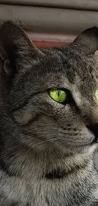 This phone live wallpaper features a realistic close-up of a mysterious grey cat with metal ears