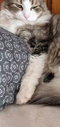 This phone live wallpaper showcases a charming image of an adorable cat lounging comfortably over a fluffy pillow on the floor
