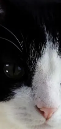 Add a touch of feline grace to your phone with this beautiful live wallpaper! This close-up shot features a stunning black and white cat with piercing green eyes, captured from a worm's eye view