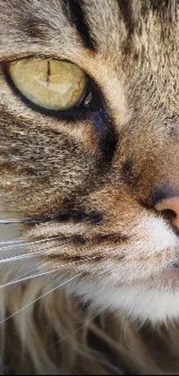 Get this live wallpaper of a cat's face with yellow eyes that showcases photorealism in a close-up view